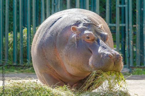 Hippo eats grass on a summer day photo
