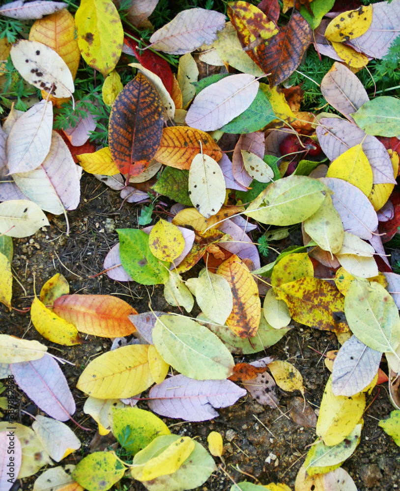 Autumn forest background. Nature change Yellow, orange and red leaves background. October weather, november nature background. Banner size Autumn forest background. Nature change Yellow, orange and red leaves background. October weather, november nature background. Banner size