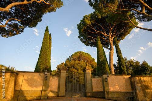 Green pine trees in Castel Gandolfo, summer residence of the pope, located on Alban hills near lake Albano, Castelli Romani, Italy photo