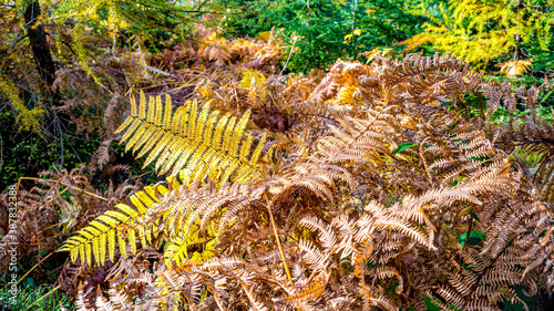 Fototapeta Naklejka Na Ścianę i Meble -  Kolory jesieni, październik w lesie. Beskid Śląski, Polska