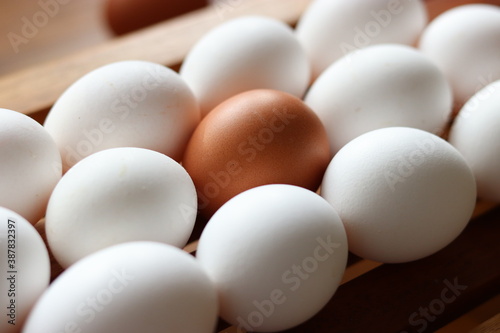 One brown egg amongst white eggs