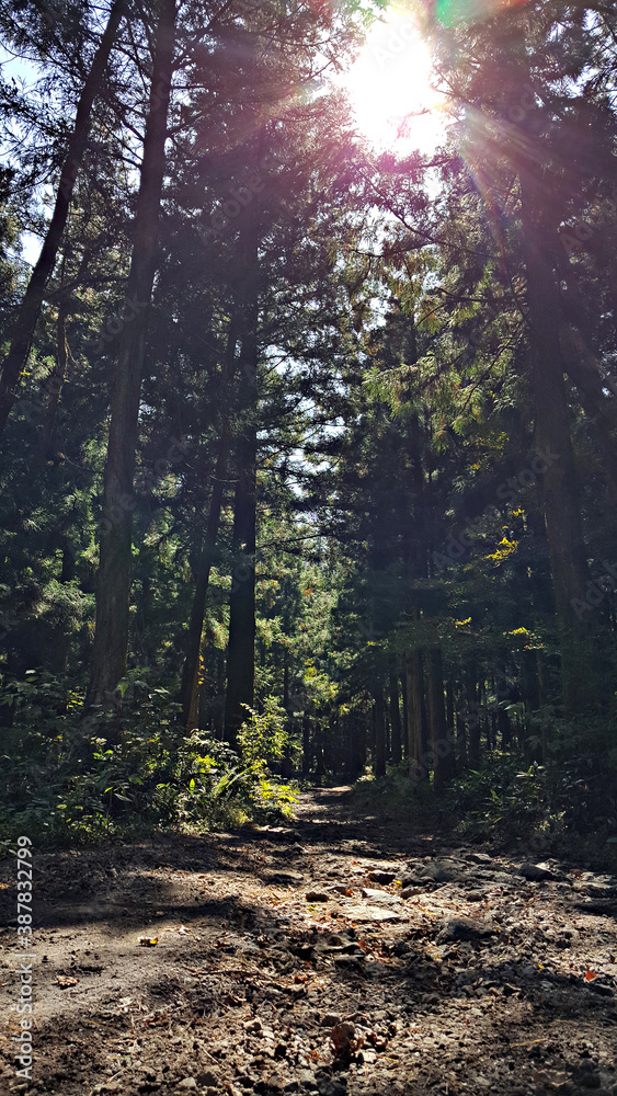 Fototapeta premium 한국 제주 한라산 숲길