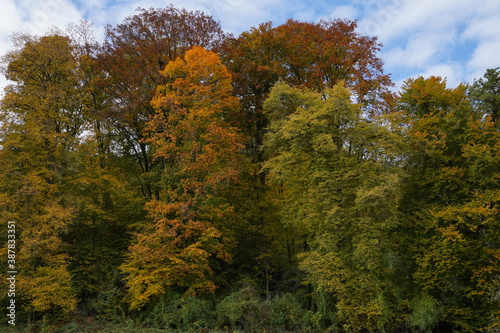 A group of deciduous trees in autumn in various colors against slightly covered sky, ideal as a seasonal background.