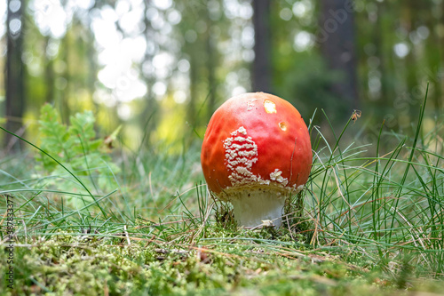 The Fly Agaric (Amanita muscaria) is a poisonous mushroom photo