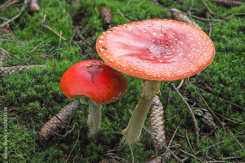 The Fly Agaric (Amanita muscaria) is a poisonous mushroom