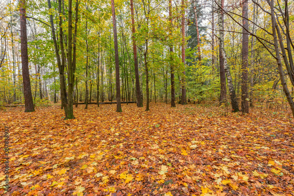 View of the autumn forest at wet evening time.