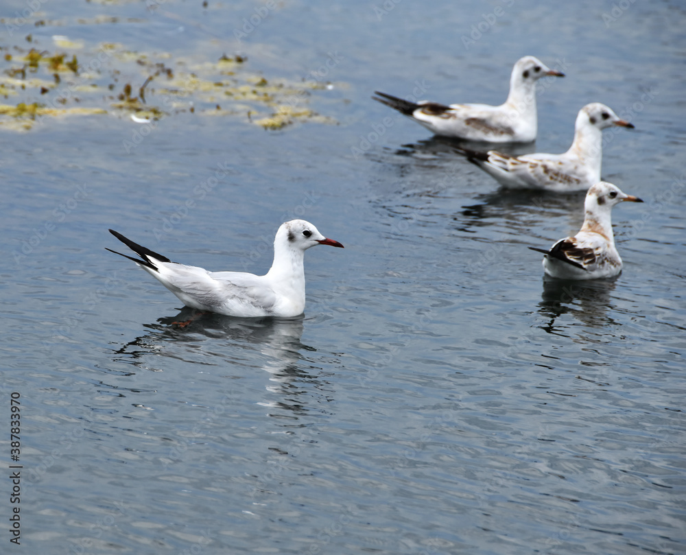 seagulls on the sea seagulls on the sea