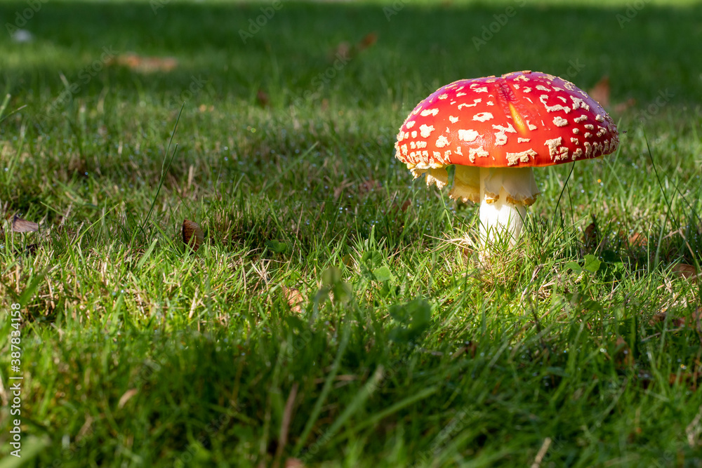 Red Mushroom Growing In Grass Red Mushroom Growing In Grass