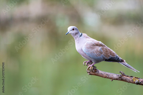 Collared dove or Streptopelia decaocto sits on the branch