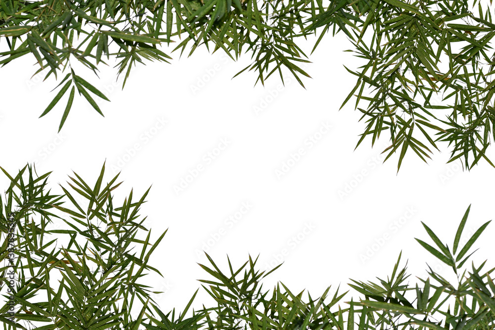 Obraz premium bamboo leaves isolated on white background