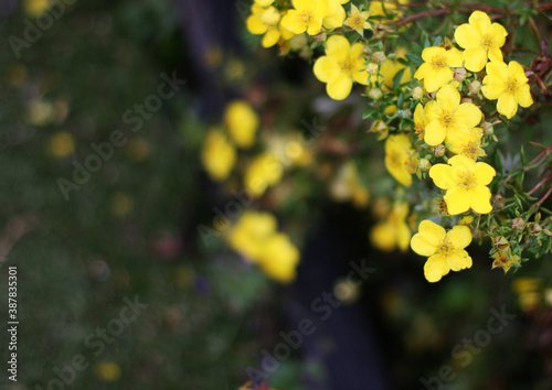 Top view background with yellow flowers. Flowers composition.  Woman day concept. Copyspace for text. Focus on flowers © Elena