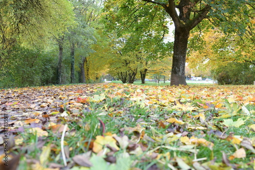 getrocknete gelbe Blätter auf dem Boden