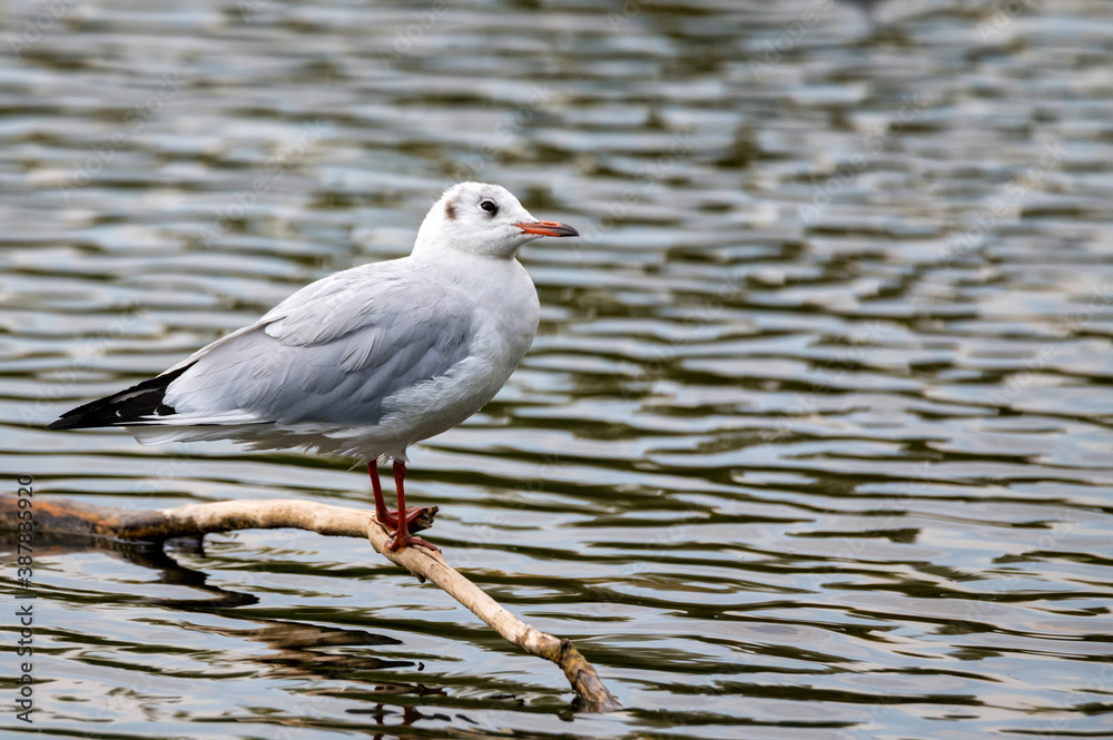 Close-up photograph of gull sits in the water on branch Close-up photograph of gull sits in the water on branch