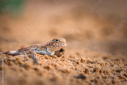 Close up of spotted toad-headed Agama on sand