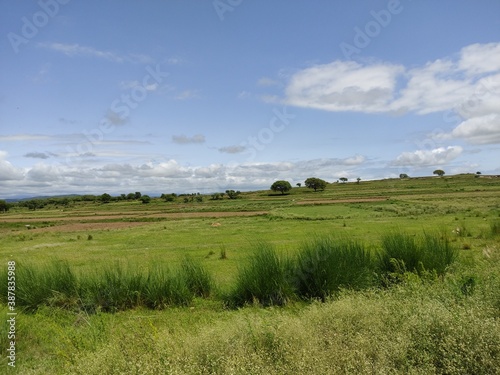 cows in the field