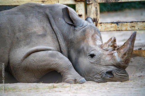 White rhinoceros or Ceratotherium simum lying in captivity