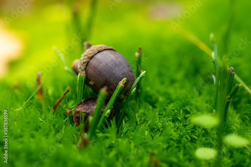Acorn in the nature in the green moss