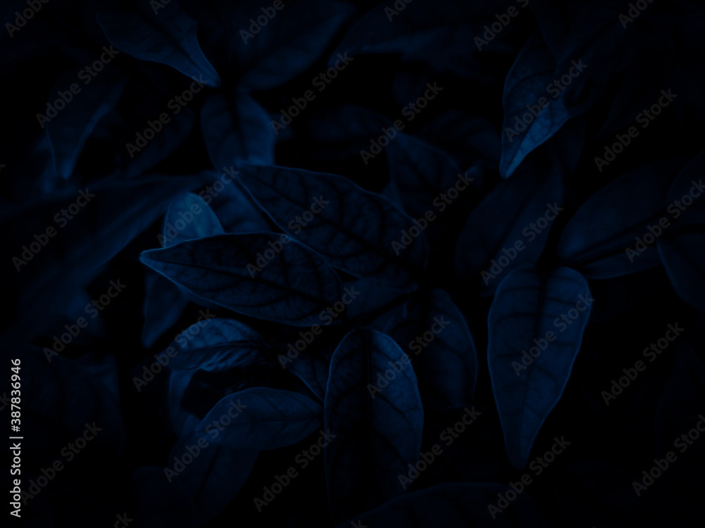 Beautiful abstract color black and blue flowers on black background and dark graphic white flower frame and blue leaves texture, blue background, colorful graphics banner Beautiful abstract color black and blue flowers on black background and dark graphic white flower frame and blue leaves texture, blue background, colorful graphics banner