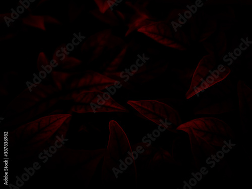 Beautiful abstract color pink and red flowers graphic on black background and light black and pink flower frame and pink leaves texture, dark background, red banner, red background