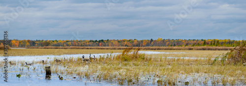 Panorama of Canada Geese in a colorful fall wetland