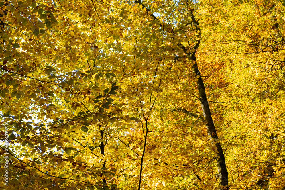 Herbstliche Landschaften im Wald, Autumn landscapes in the forest