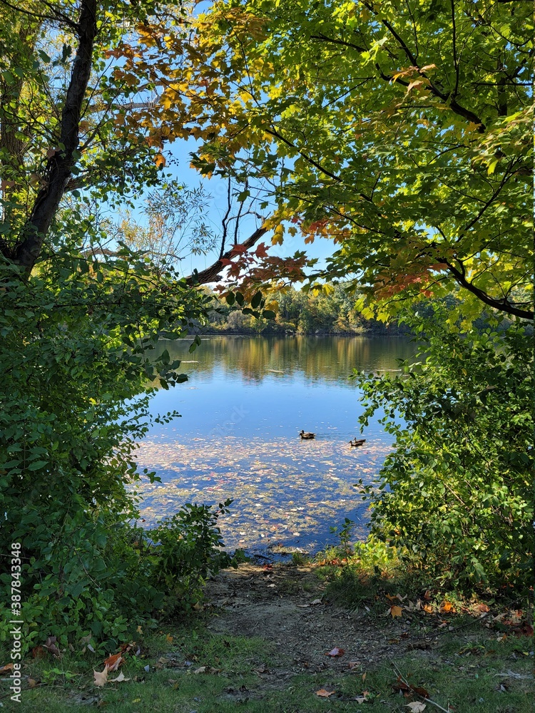 hidden lake in forest