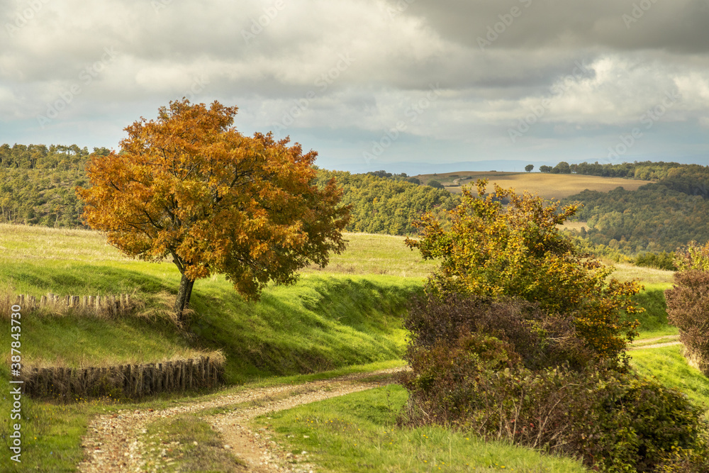 Strada di campagna in autunno