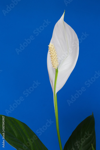 White flower Spathiphyllum