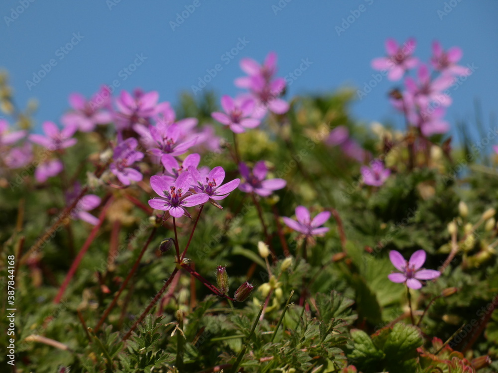Redstem stork's bill (Erodium cicutarium) - tiny purple spring flowers on the meadow Redstem stork's bill (Erodium cicutarium) - tiny purple spring flowers on the meadow