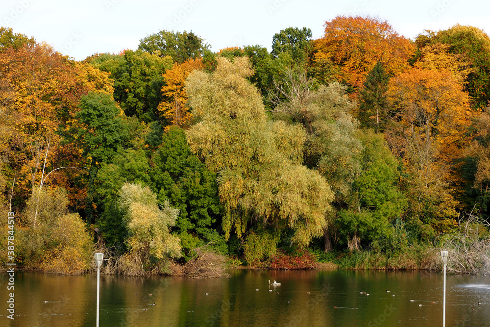 lots of trees green orange and yellow with a lake and swimming ducks in front on a warm autumn day lots of trees green orange and yellow with a lake and swimming ducks in front on a warm autumn day