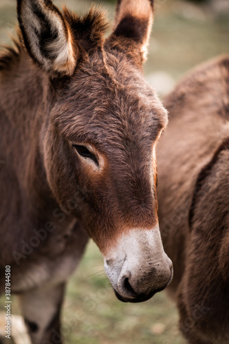 Close-up portrait of a young cute donkey in a field on a warm summer day © Timur Abasov
