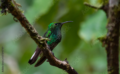 Green Hummingbird © Suzan
