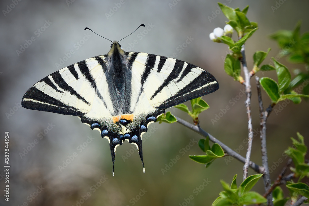 Scarce swallowtail butterfly sits on flower bush Scarce swallowtail butterfly sits on flower bush
