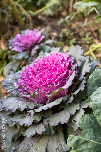 Flowering purple cabbage.Plant of pink and green decorative cabbage growing in garden, close-up in selective focus.Beautiful ornamental purple cabbage with bright magenta and grey frilly leaves