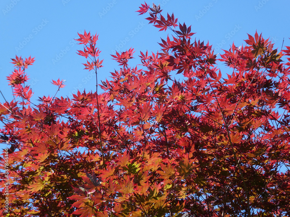 Branches with red maple leaves as a floral background