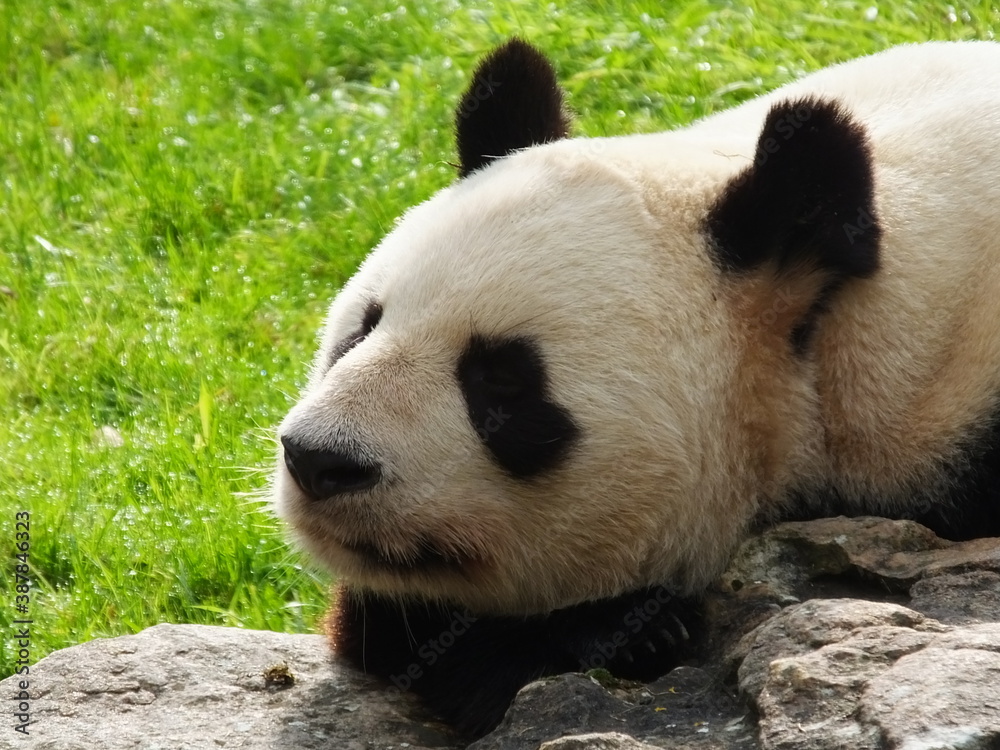 Fototapeta premium panda