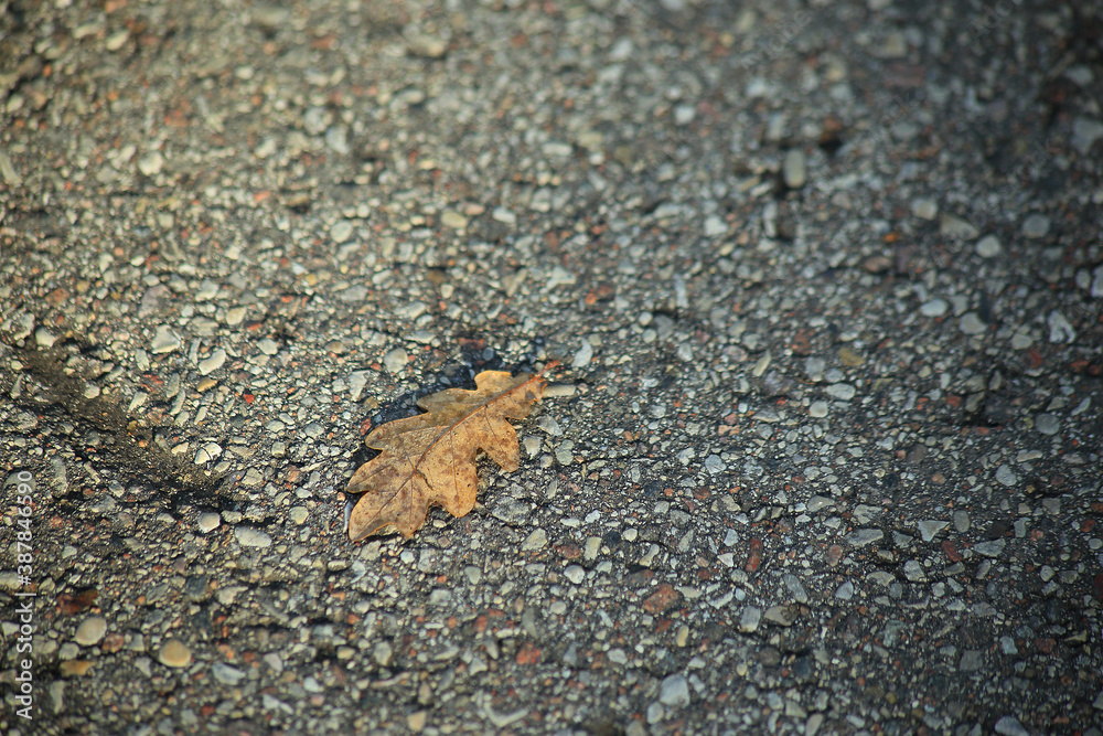 Oak leaf on the asphalt