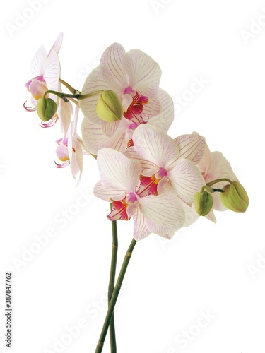 pretty pink and purple flowers of orchid Phalaenopsis