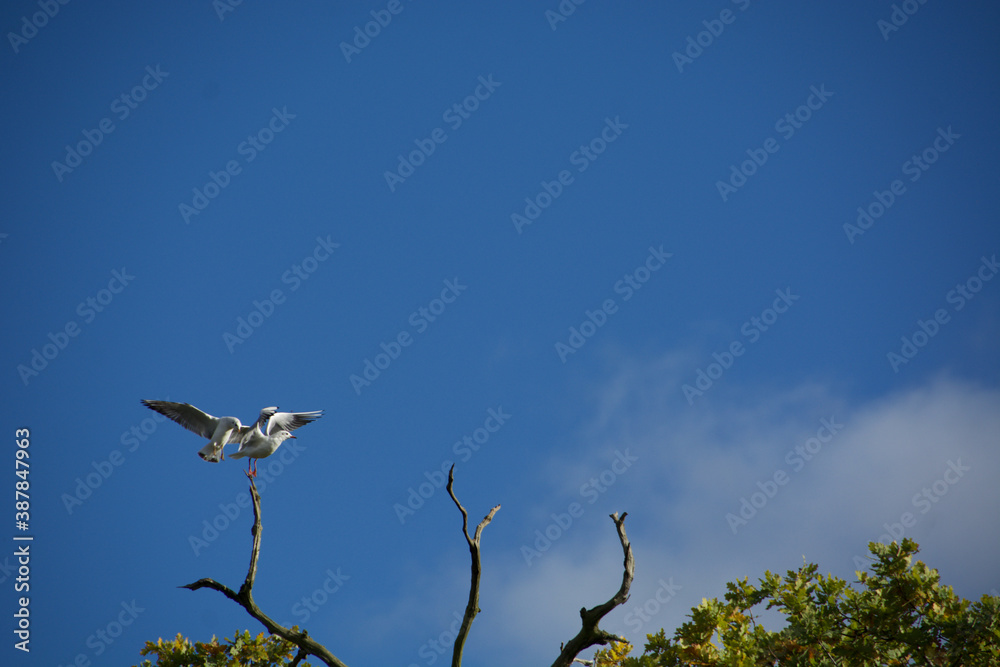 Obraz premium Seaguls