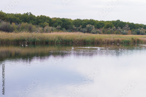 wild birds on the river against the background of reeds and trees
