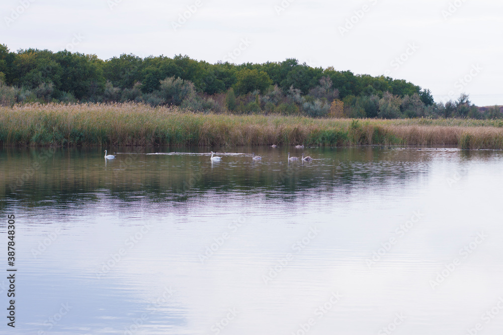 wild birds on the river against the background of reeds and trees