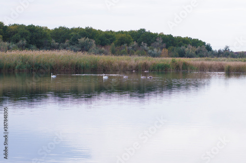 wild birds on the river against the background of reeds and trees