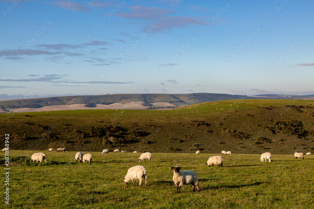 Fototapeta premium Grazing Sheep in the South Downs