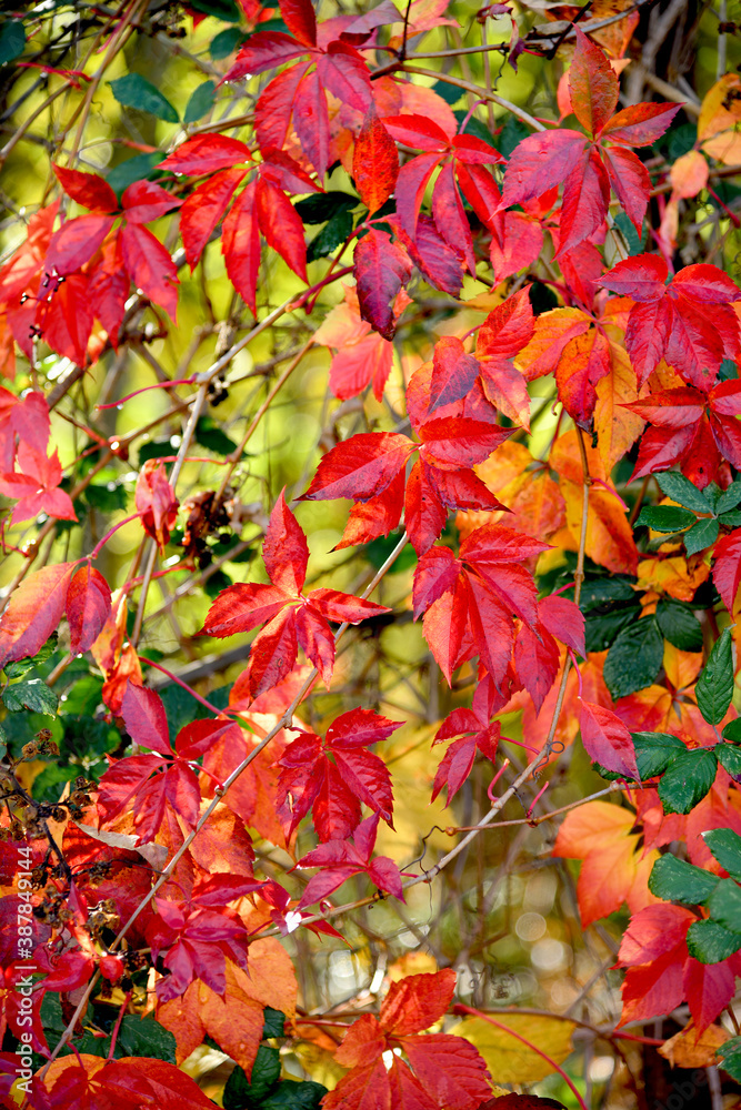 Rouge et vert ! beauté de la nature !