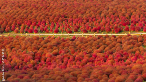 A pathway through red kochia flower bushes in Hitachi Seaside Park, Ibaraki, Japan