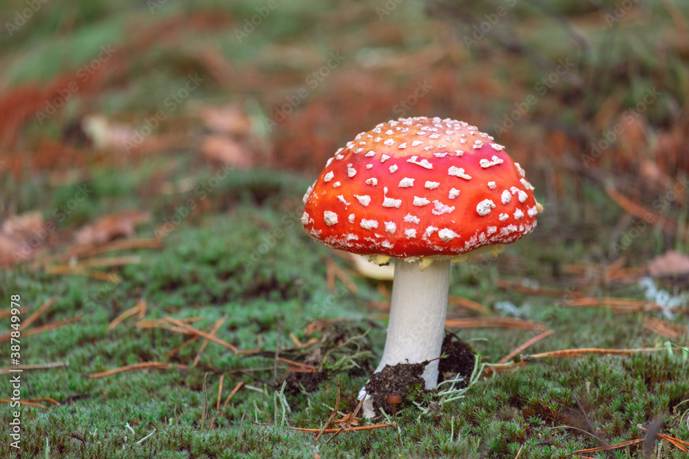Little fly agaric in the forest asign blurred autumn background with copy space Little fly agaric in the forest asign blurred autumn background with copy space