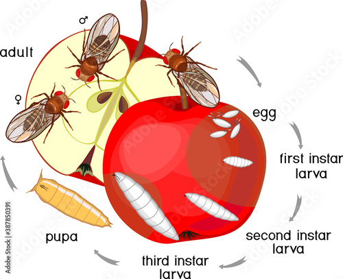 Life cycle of fruit fly (Drosophila melanogaster). Sequence of stages of development of fruit fly (Drosophila) from egg to adult insect isolated on white background