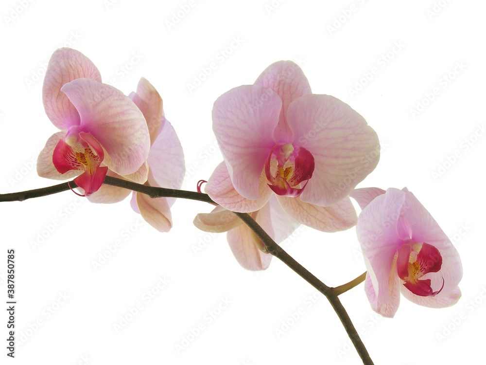 Fototapeta premium pretty,pink and purple flowers of orchid Phalaenopsis