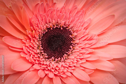 Gerbera rosa Nahaufnahme