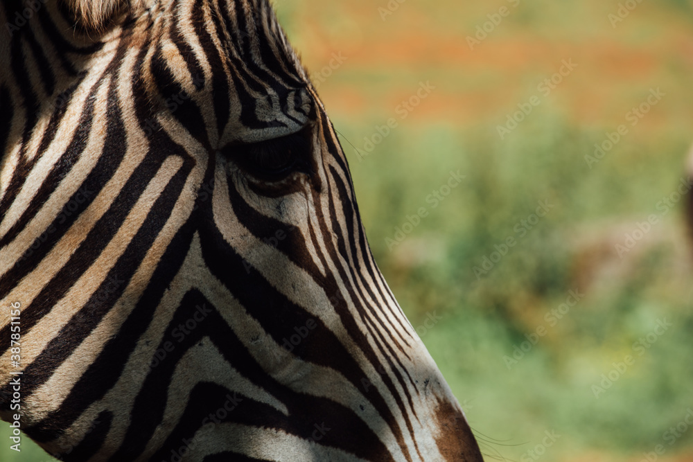 Naklejka premium Zebra eye while looking at his companions
